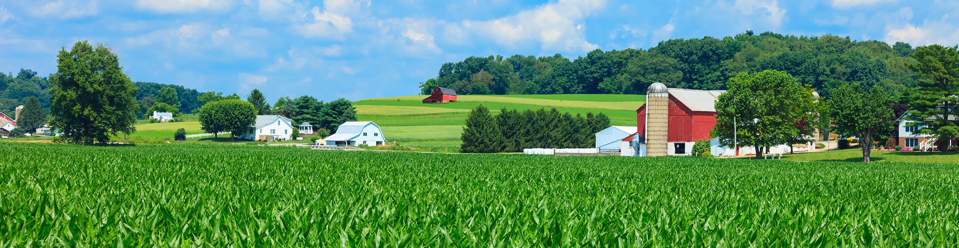 landscape photo of a farm house and barn and a field of corn